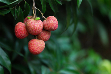 一年两次被下架回来就赴美IPO的荔枝熟了吗？