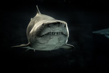 外资投行全面入华，这次来的是鲨鱼还是鲶鱼？