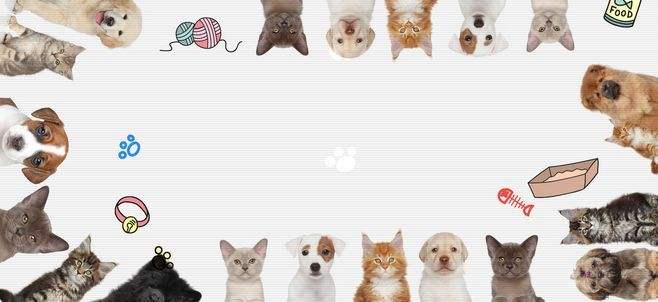 打造中國(guó)頂級(jí)動(dòng)物醫(yī)學(xué)消費(fèi)品牌，倍珍保獲青松基金領(lǐng)投千萬(wàn)級(jí)天使輪投資