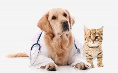 知寵百科：寵物醫生學習交流平臺完成Pre-Angel輪融資