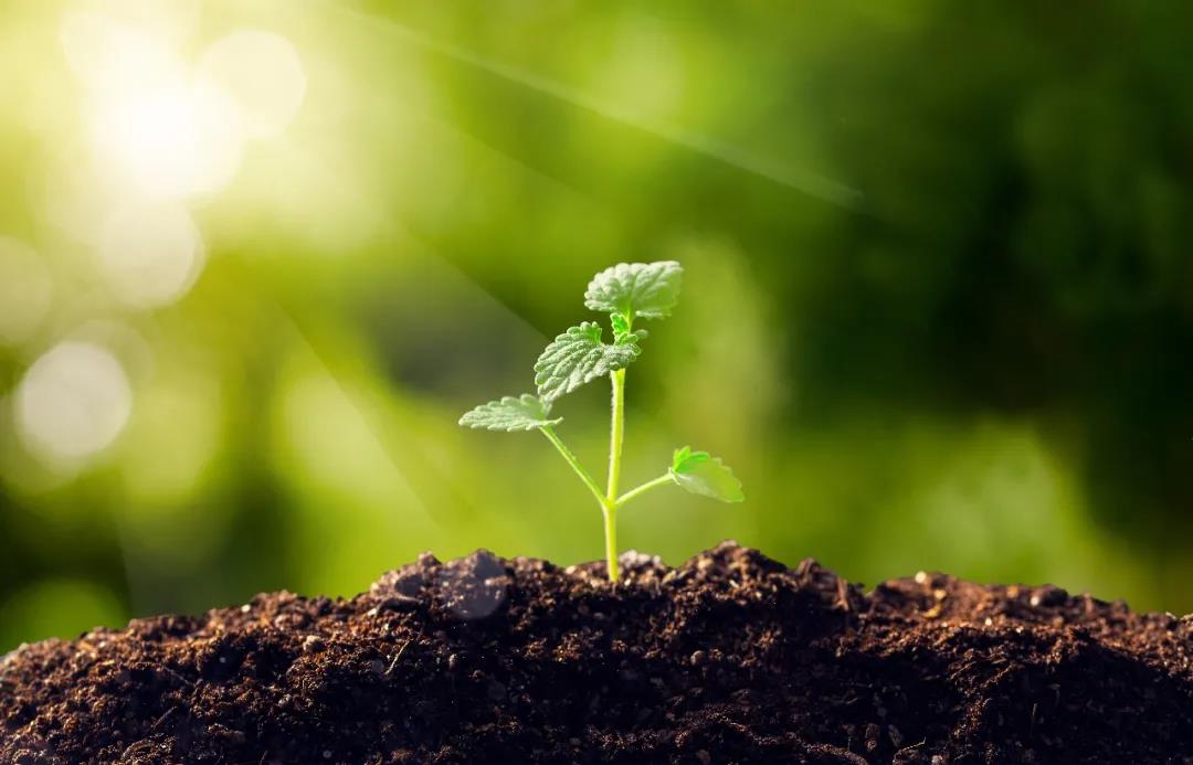 非洲消金萌芽：摩托分期出现，传音手机分期被指利率太高