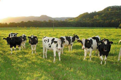 新乳業觸礁新零售，商標官司打到最高院，并購估值又遭監管關注