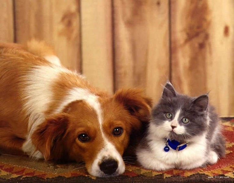 君联资本投资，宠物科技企业猫猫狗狗完成数千万元A轮融资