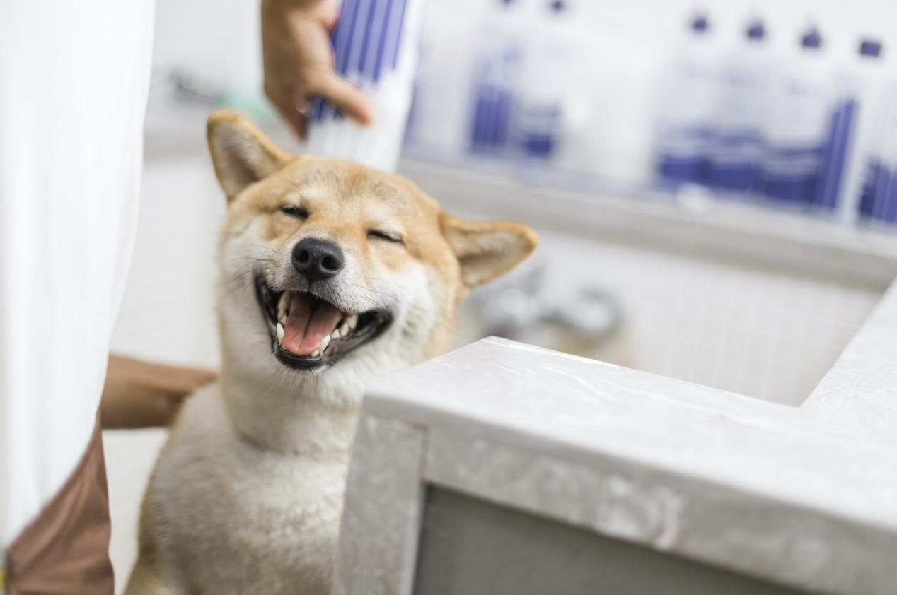 开启宠物行业零售新模式，萌它宠物完成千万级战略融资