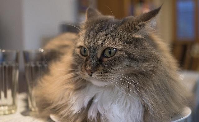 25歲，我給貓狗做奶茶，年入300萬