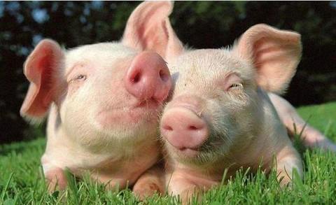 “猪茅”百亿猪圈背后：修猪圈赚大钱，有人去深圳买了大平层