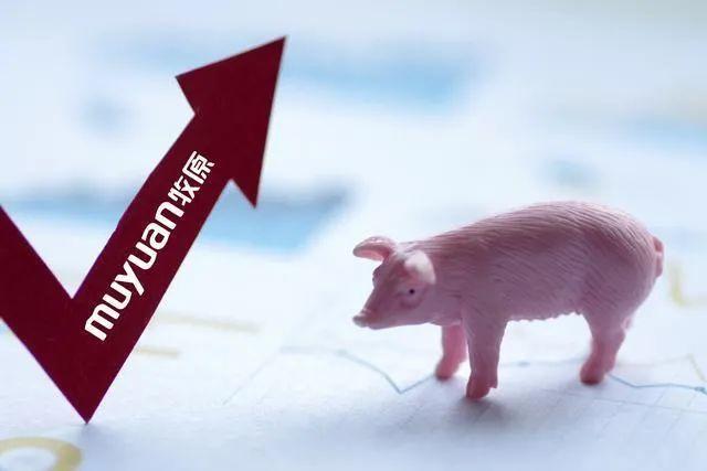 “猪茅”:一季度盈利超67亿元,同比增62%,同行业绩普遍大幅亏损