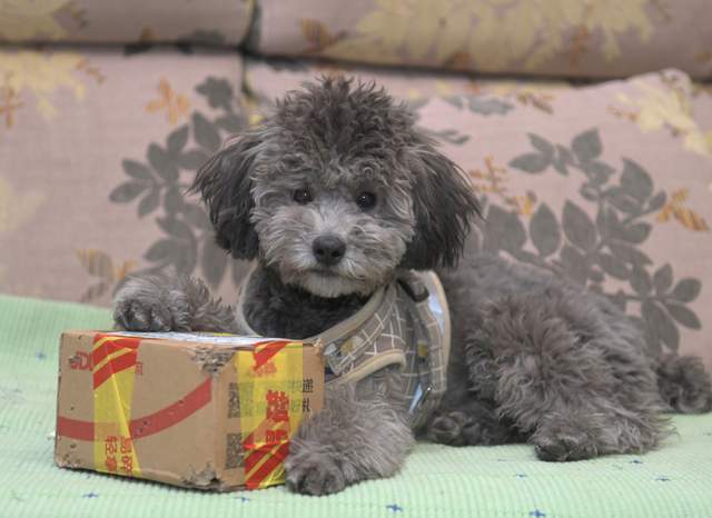 盲盒乱象丛生:中通快递运送“宠物盲盒”,网友抨击这是“亡盒”