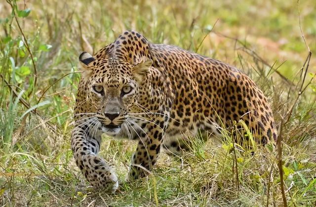 “丢豹”又“瞒豹”：杭州野生动物世界背后还有串“动物生意经”