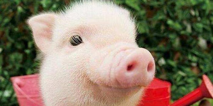 温氏股份：高管称养猪业进入困难时期，猪肉价格跳水，大妈反季灌香肠