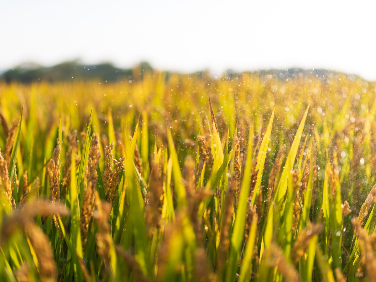 红杉中国和云锋基金联合领投，十月稻田宣布完成14.5亿元B轮融资