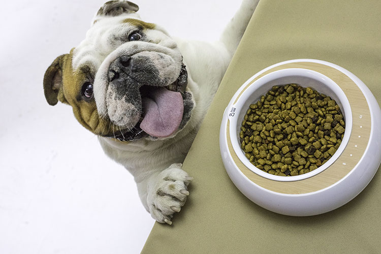 寵物智能用品品牌DogCare逗愛完成A＋輪融資，由金鼎資本投資