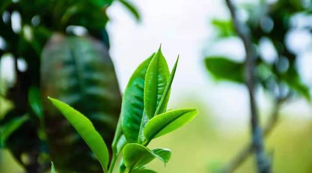 八馬茶業(yè)搶跑“茶葉第一股”生變