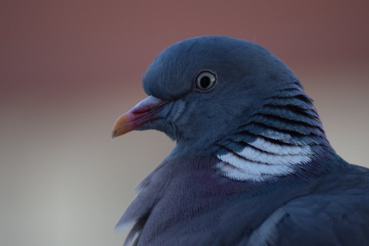 快手激发垂类行业商业潜能，开尔鸽业打通线上线下三年积粉超30万