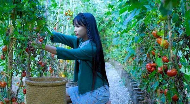 ”微念“公司回应遭李子柒起诉：不曾干涉内容创作，或控制任何相关平台账号