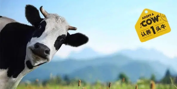 乳業(yè)新品牌認養(yǎng)一頭牛完成B輪融資，美團龍珠領投