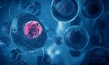 吉美瑞生獲深創投領投超億元B輪融資，聚焦前體細胞器官再生