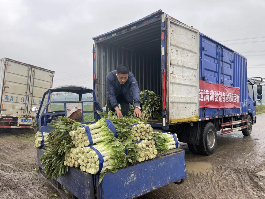 科技助農滿幫集團助力20萬斤滯銷萵筍走上市場