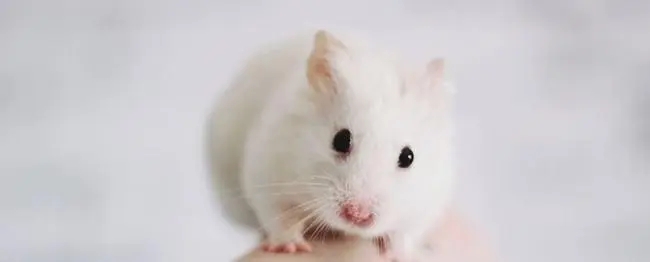 这家公司即将收获一个IPO，“卖小白鼠”年收入近4亿