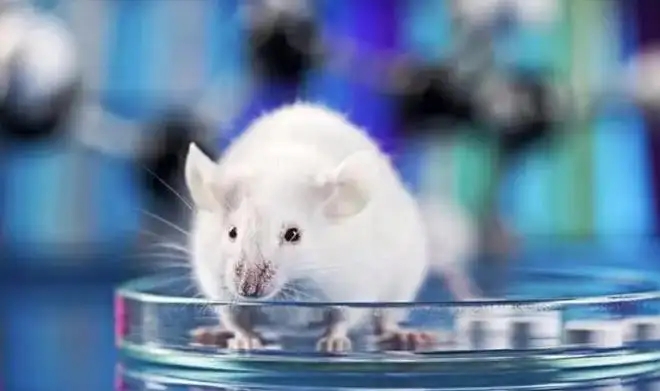 药康生物IPO开盘大跌11%,卖“小白鼠”毛利率超茅台