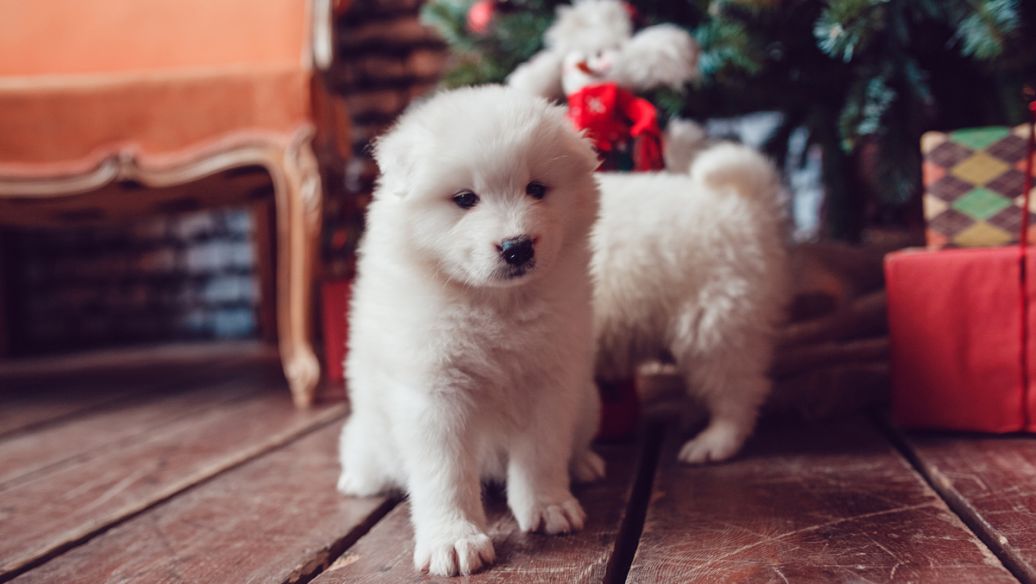 伊利布局宠物食品赛道，公司成立于去年