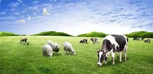 乳业板块异动拉升：贝因美2分钟内狂拉涨停