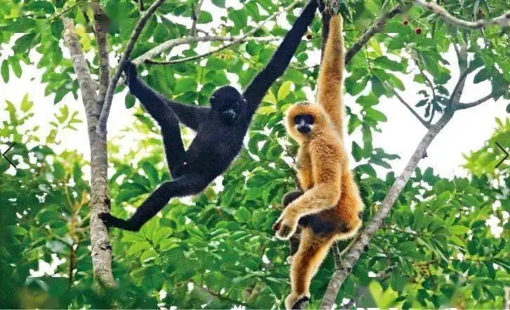 华为科技助力,让海南长臂猿有家可依