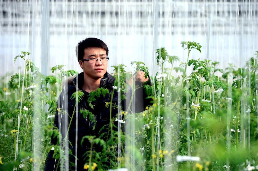 90后回乡务农背后