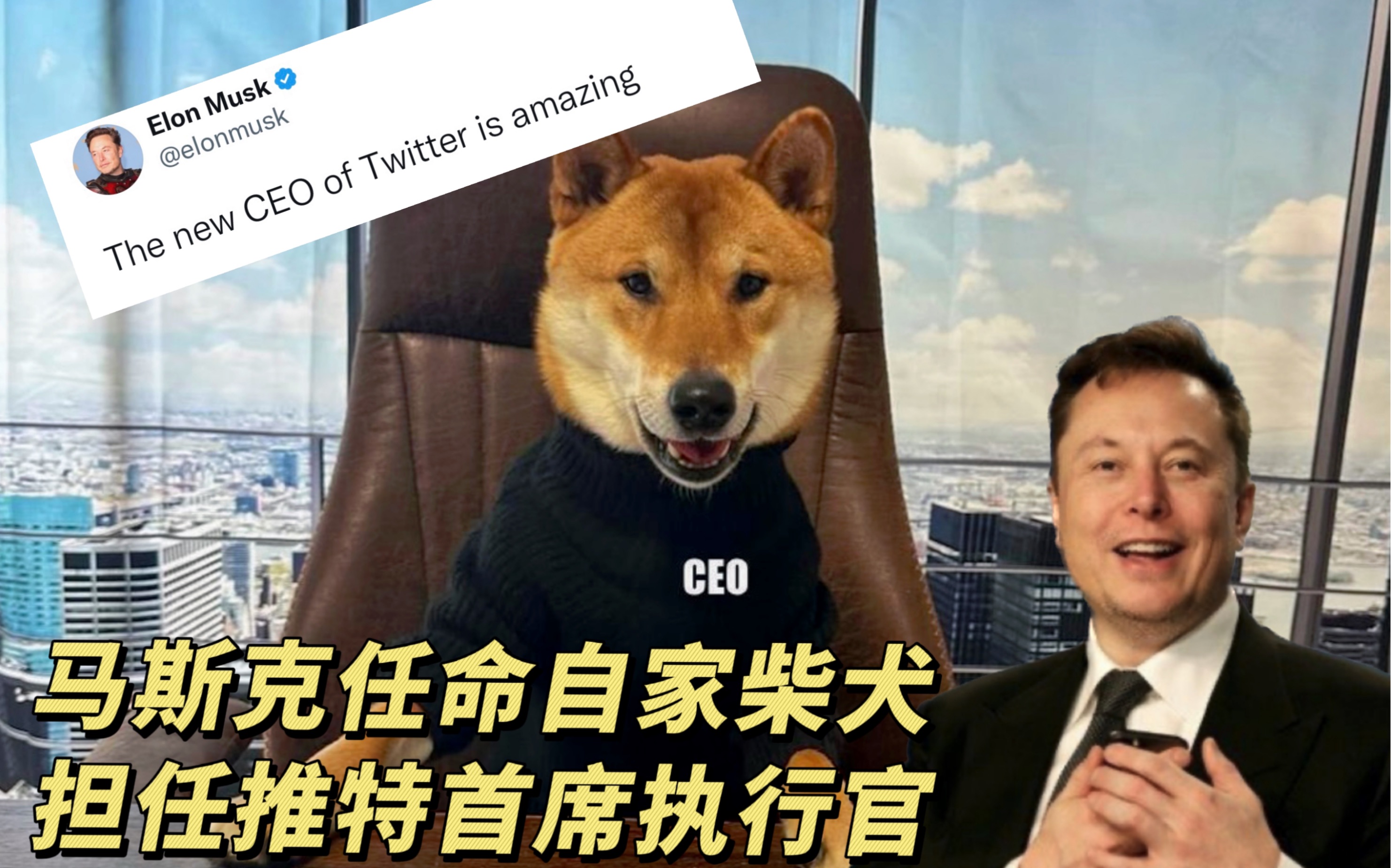 推特新CEO是条狗？马斯克搞“大活”，网友：攻击不大，侮辱极强