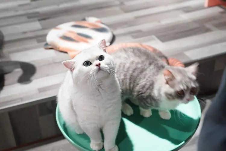 小宠科技获近千万元天使轮融资