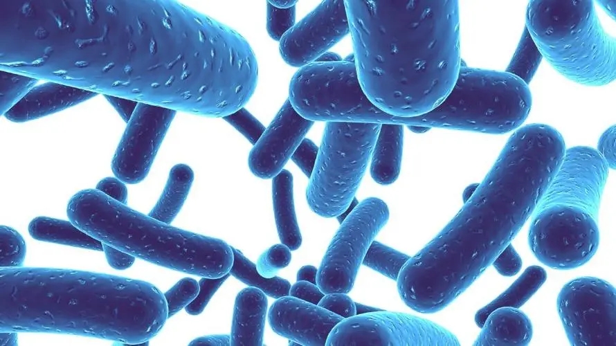 益生菌及衍生品研发生产商佰澳达宣布完成超亿元新一轮融资