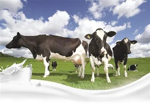 力压雀巢，兰特黎斯如何成为全球乳业龙头？