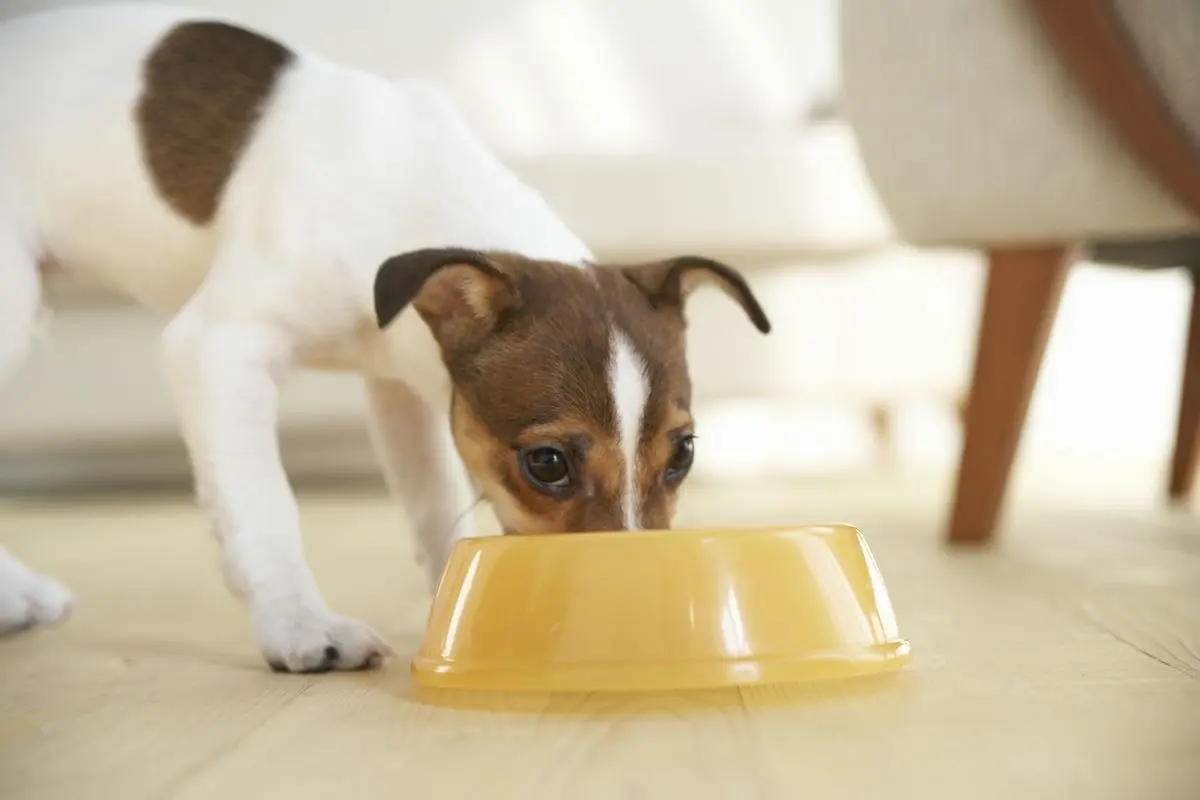 宠物食品制造商帅克宠物完成近10亿元战略融资，安宏资本、博裕资本投资