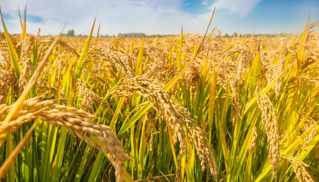 营利双增、生态焕新，十月稻田交出高质量答卷