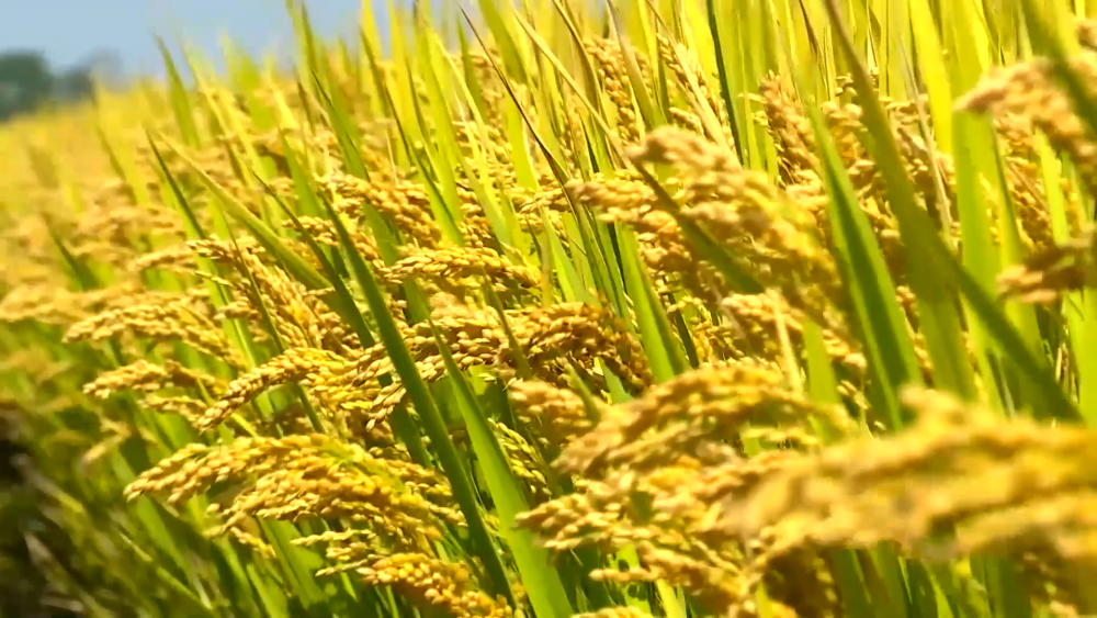 “智慧农业第一股”来了，托普云农开盘涨超800%