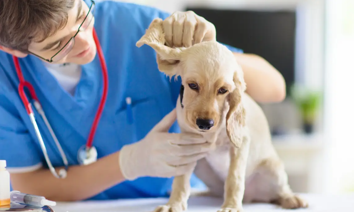 复健资本领投，宠物疫苗企业艾益动物药品完成亿元级C+轮融资