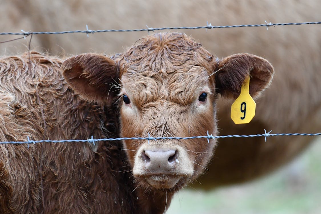 2024年肉牛奶牛养殖亏损有所缓解我国牛肉养殖企业一年新增7000余家