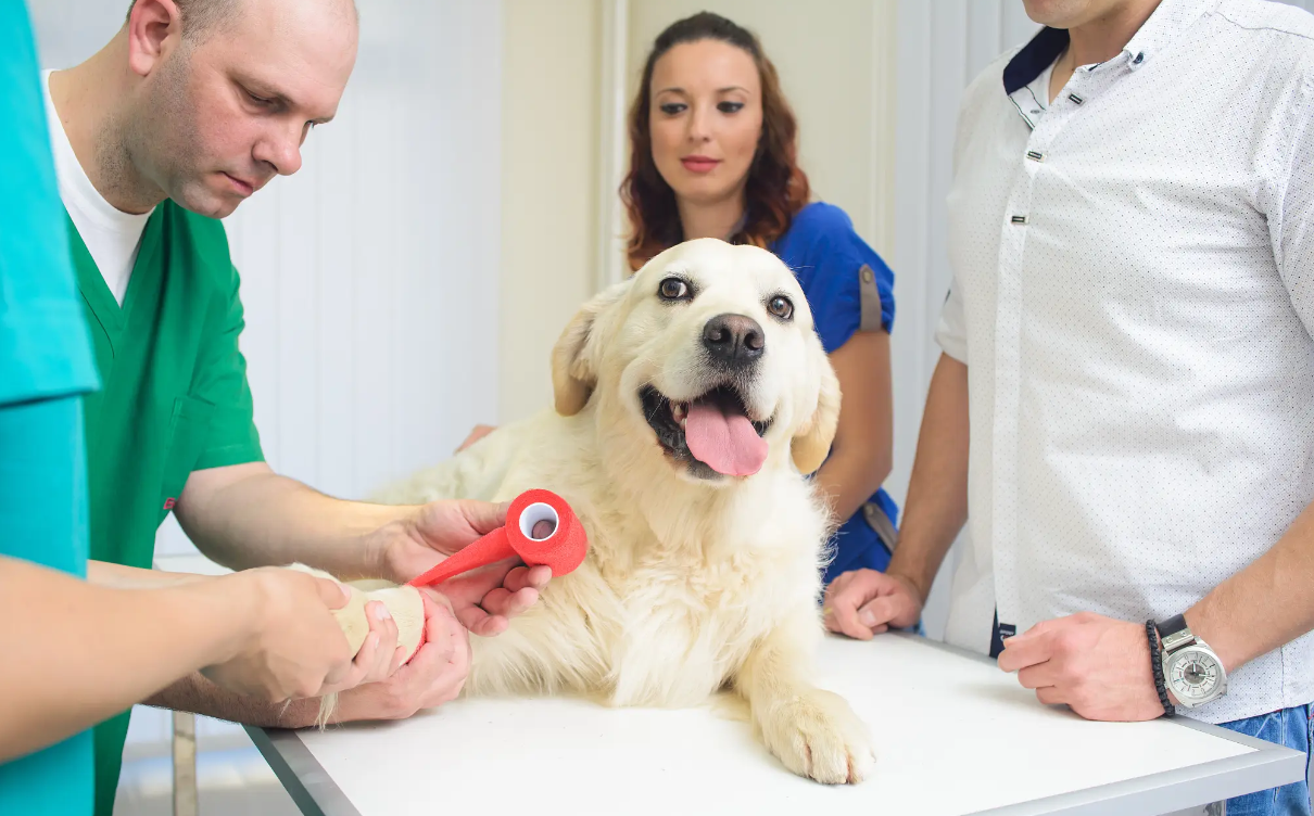 宠物大模型健康公司绮算法获得千万元级战略投资，智谱Z基金独投