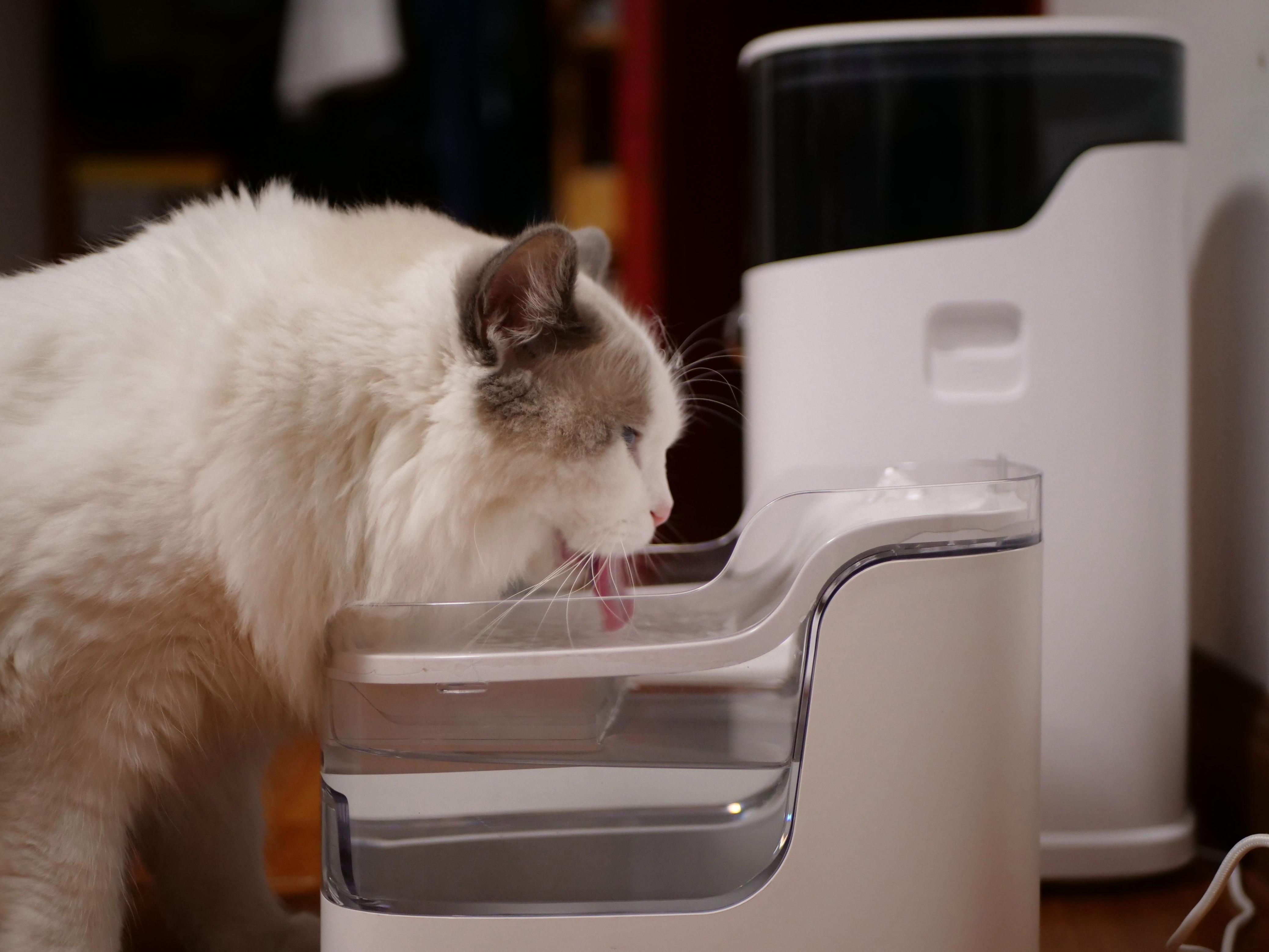 陪伴价值持续释放，宠物产业在细分需求中探寻长期增长路径